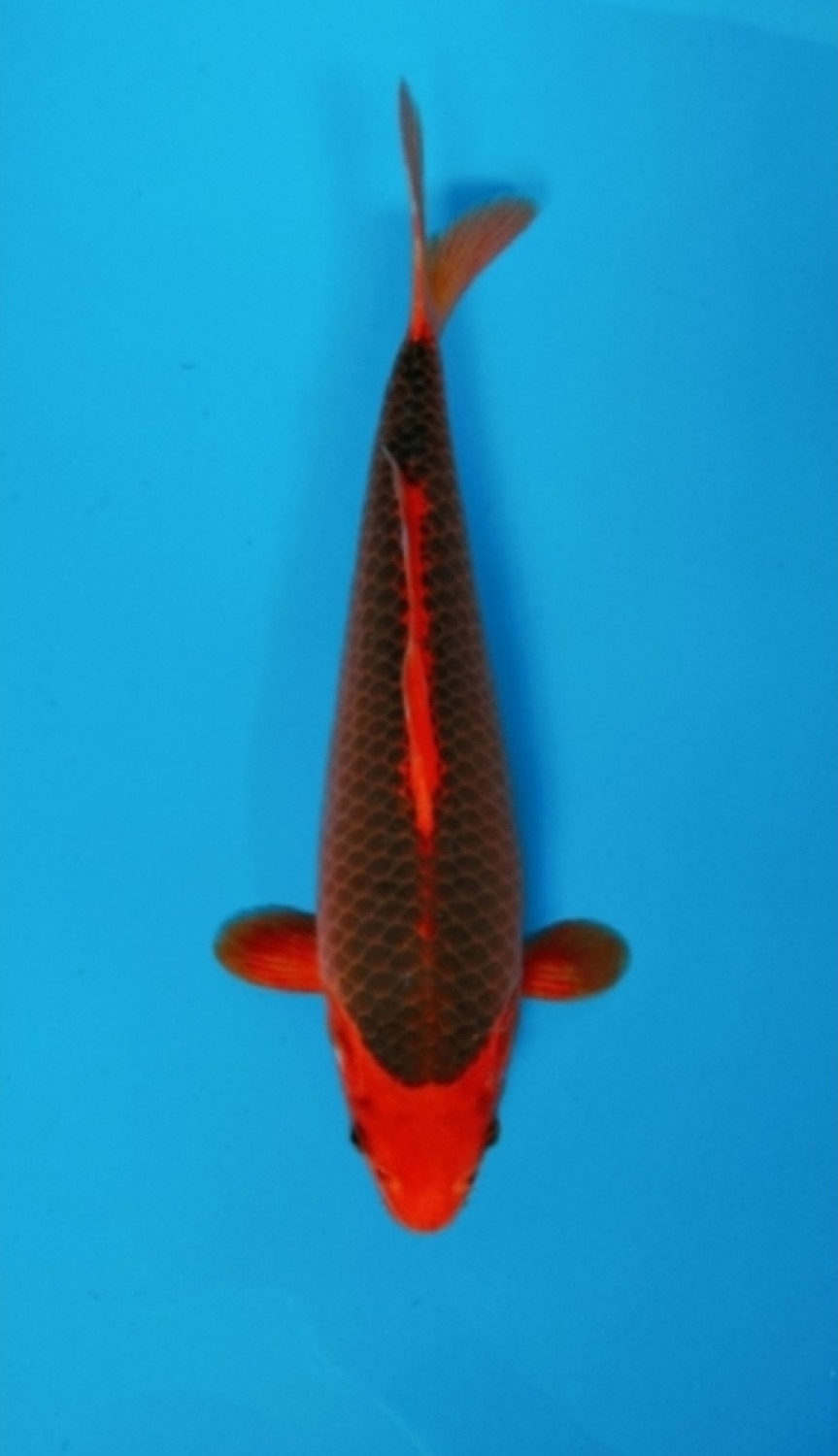 Juara 2