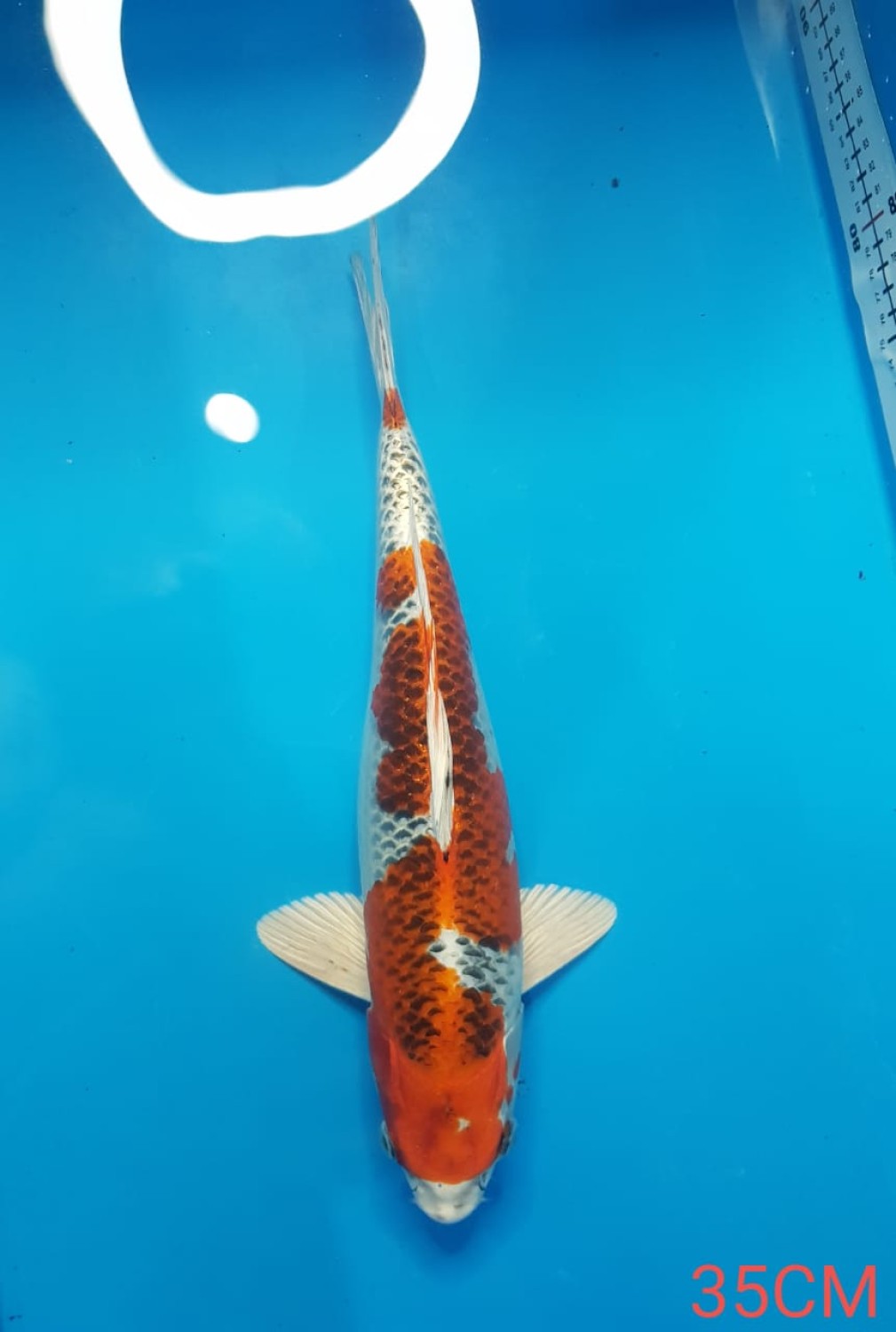 Juara 2
