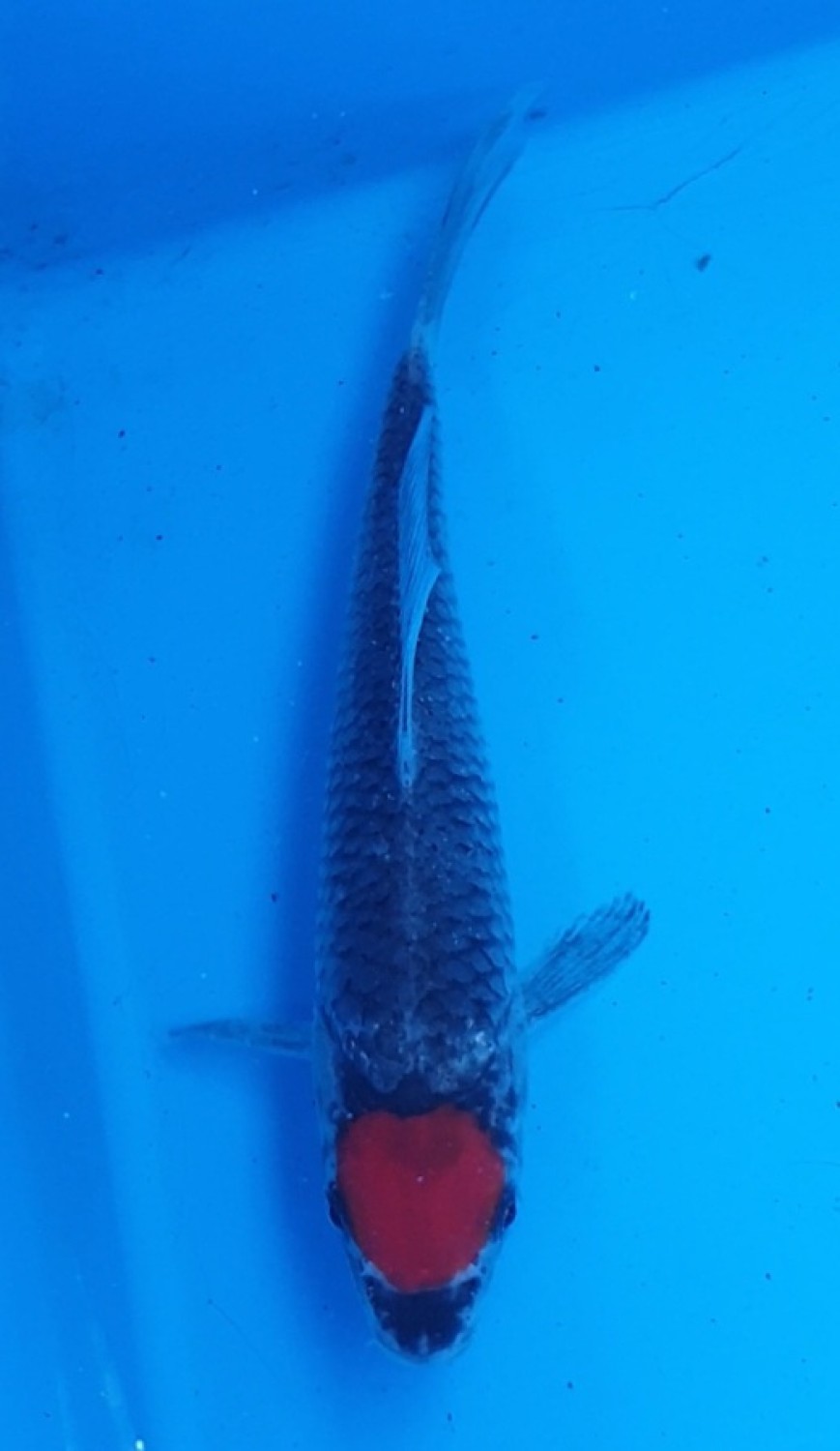 Best In Size D 13-15 Cm