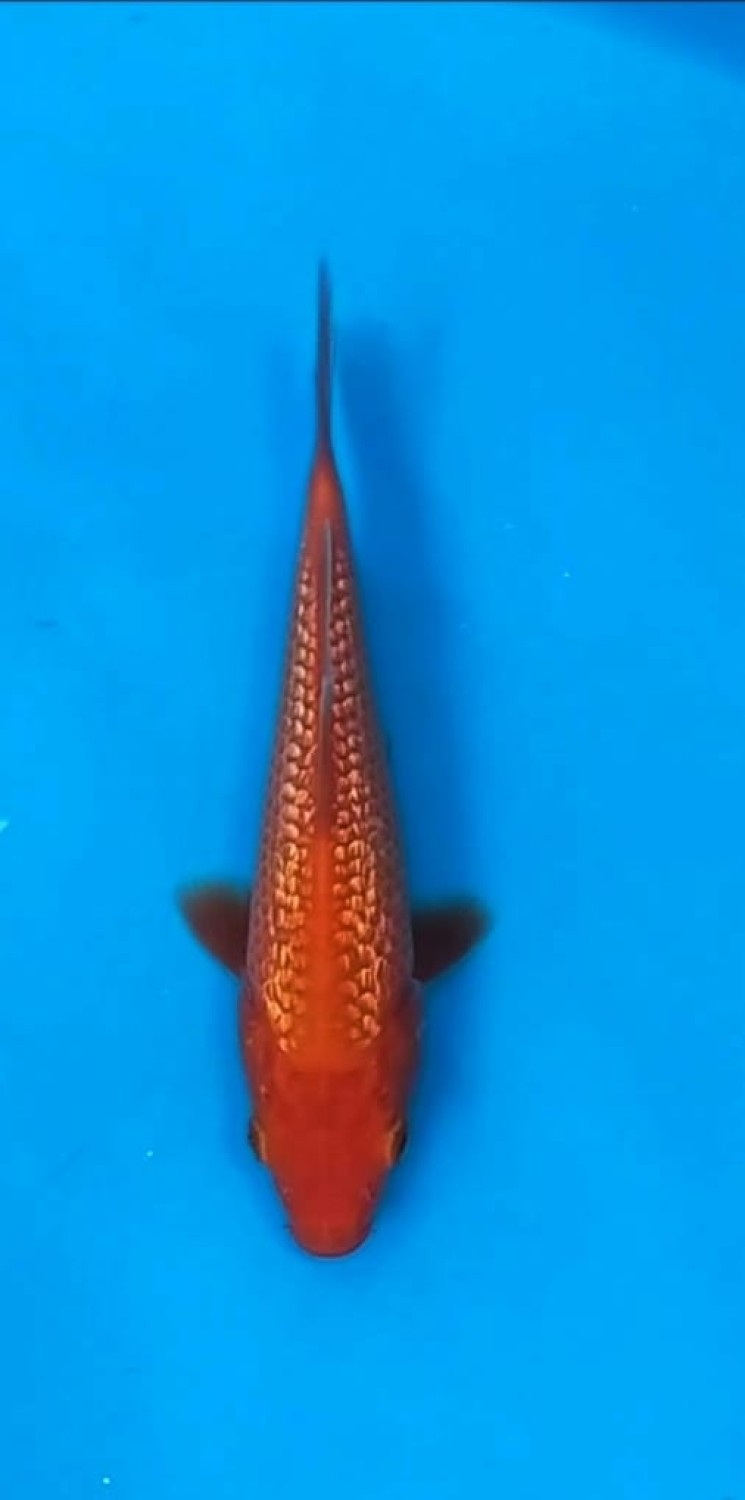 Juara 2