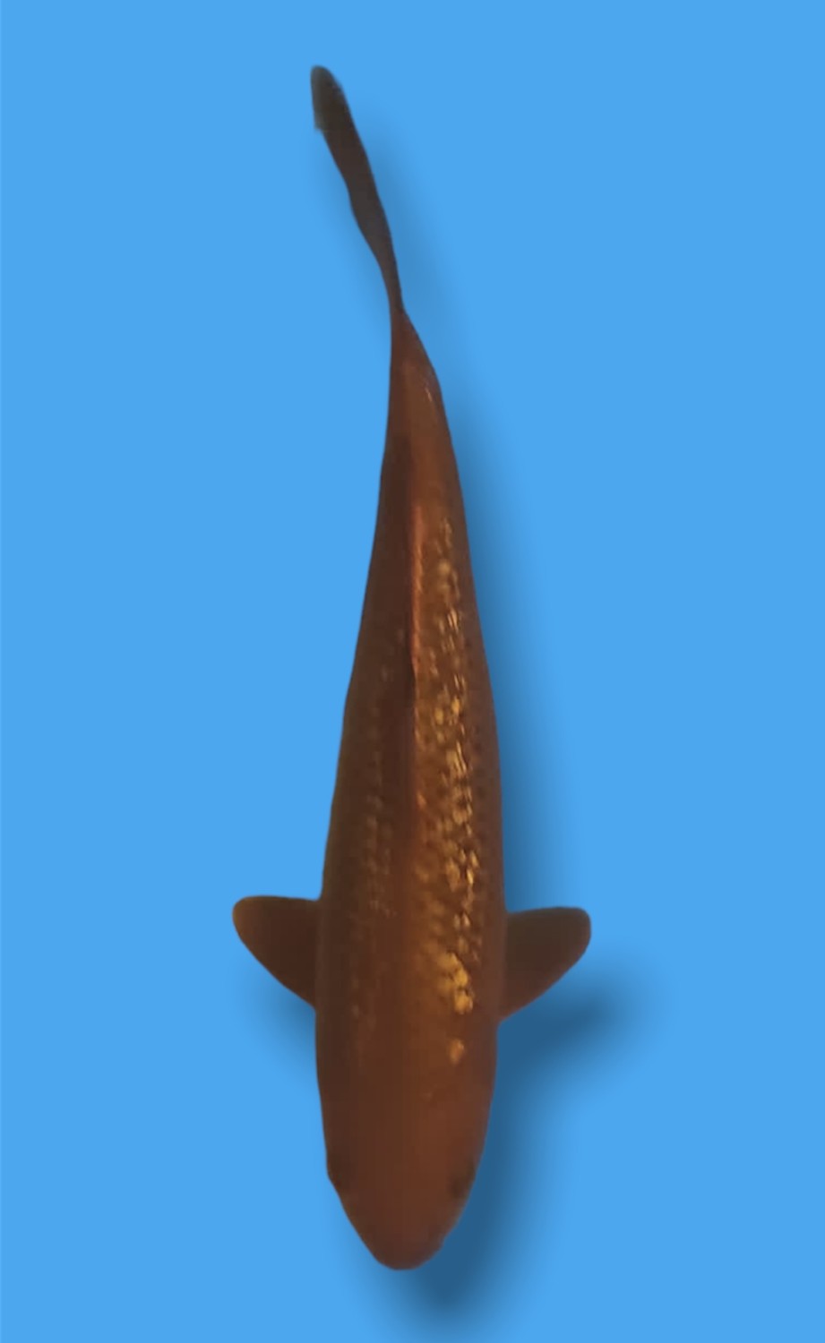 Juara 2