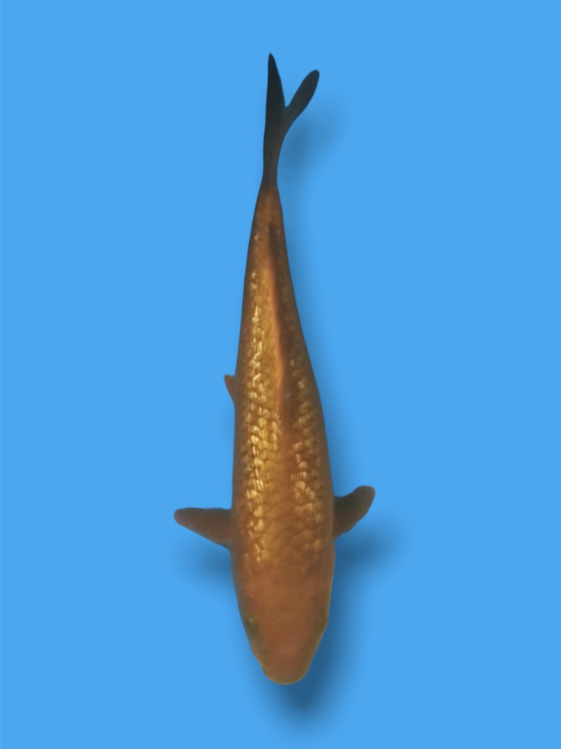 Juara 3