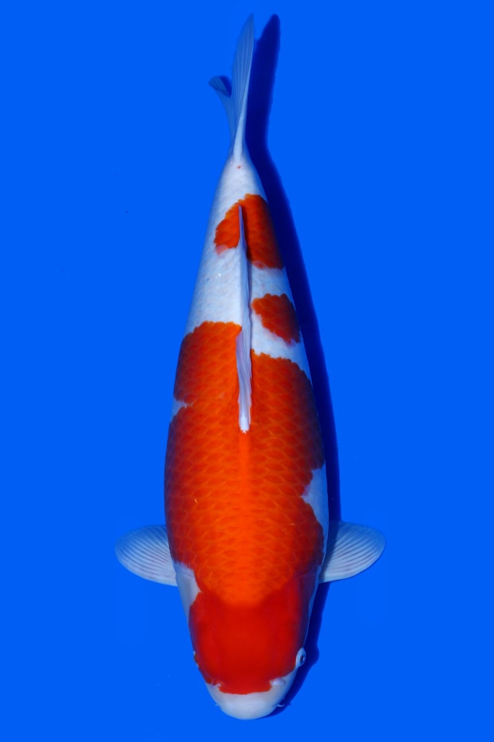 Juara 5