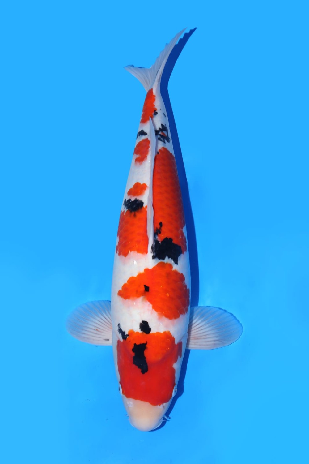 Juara 3