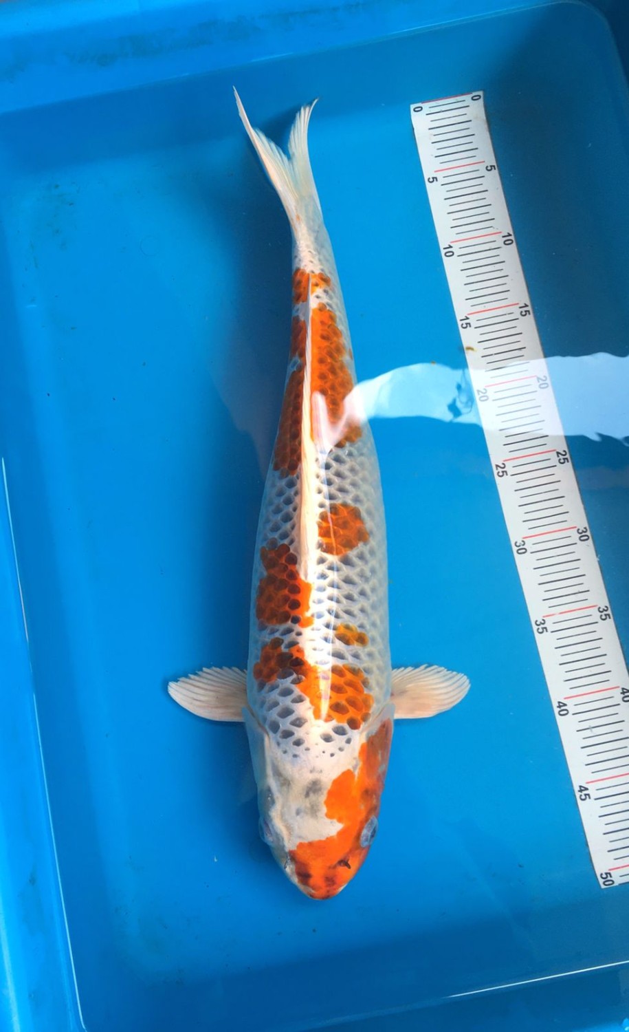 Juara 1