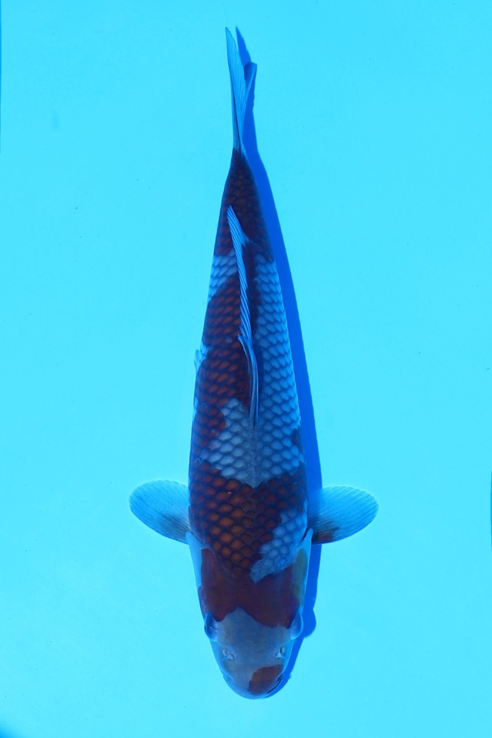 Juara 3