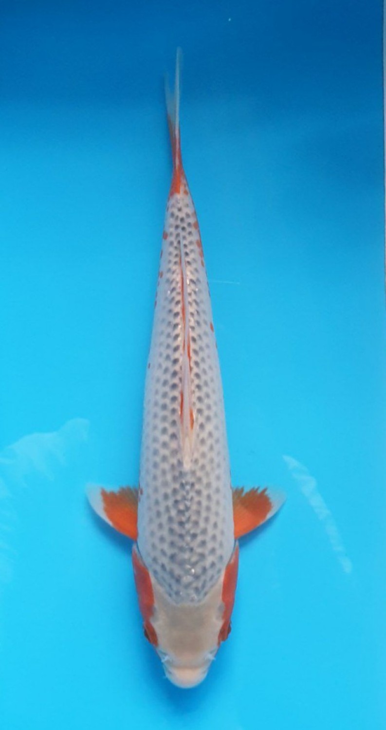 Juara 2