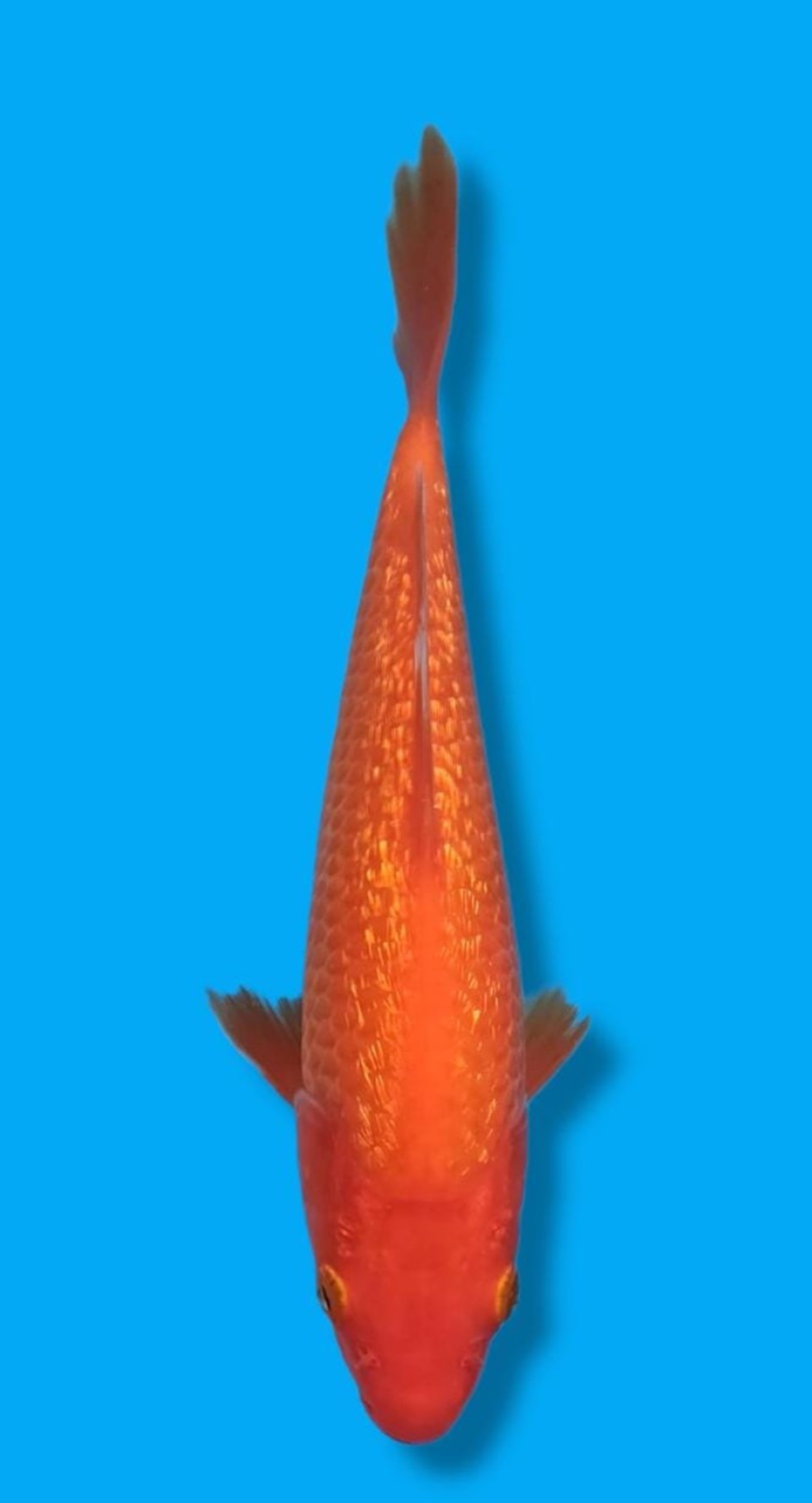 Juara 5