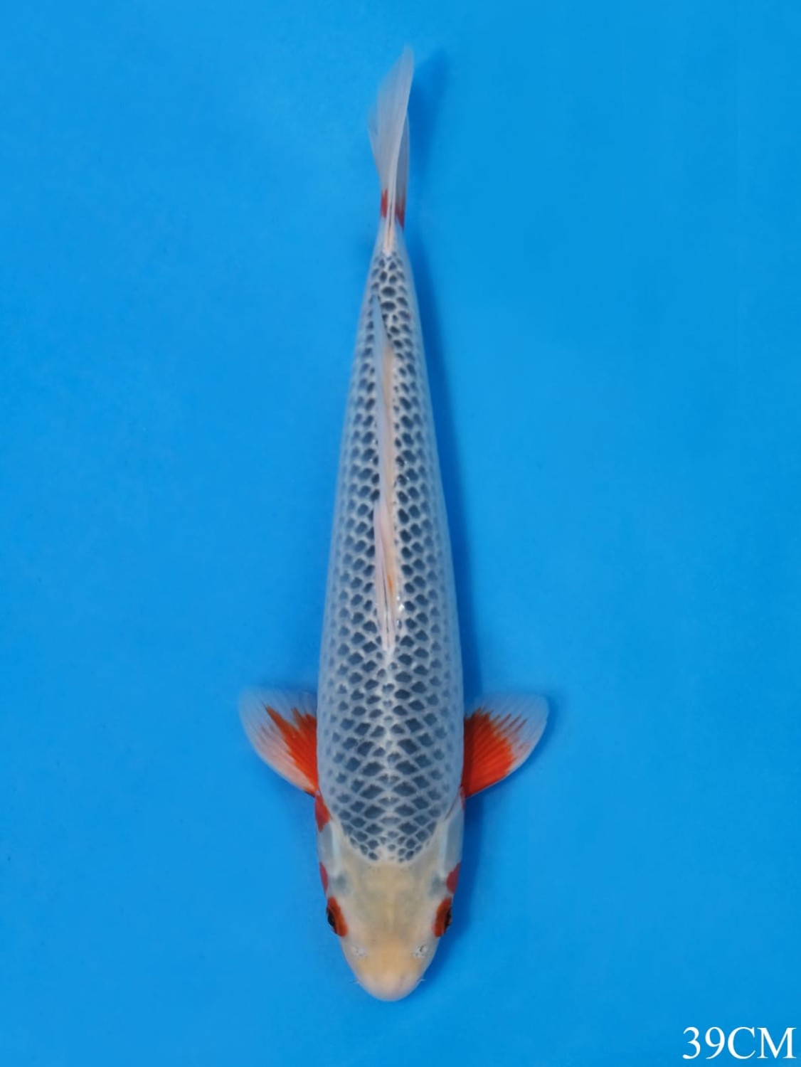 Juara 1