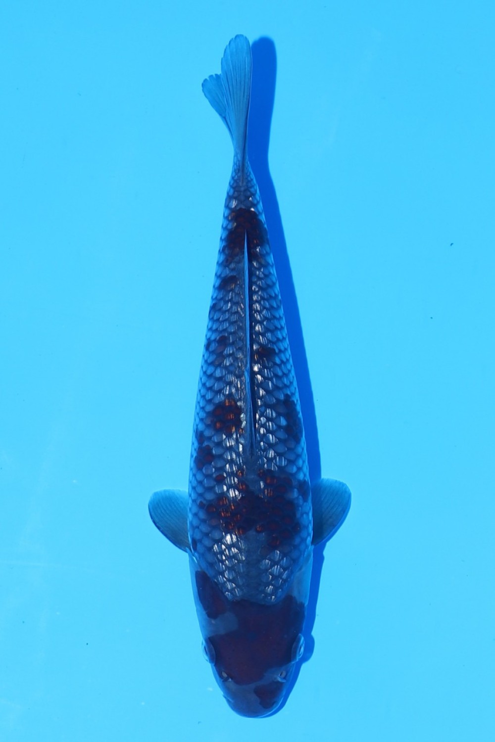 Juara 3