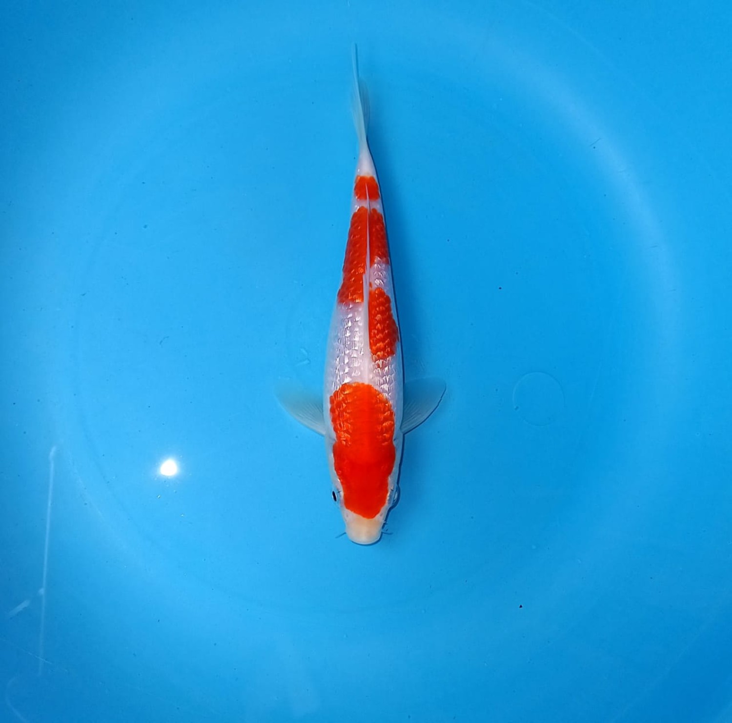 Best In Size B 13-15 Cm
