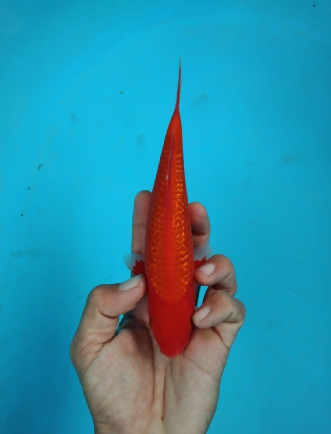 Juara 4
