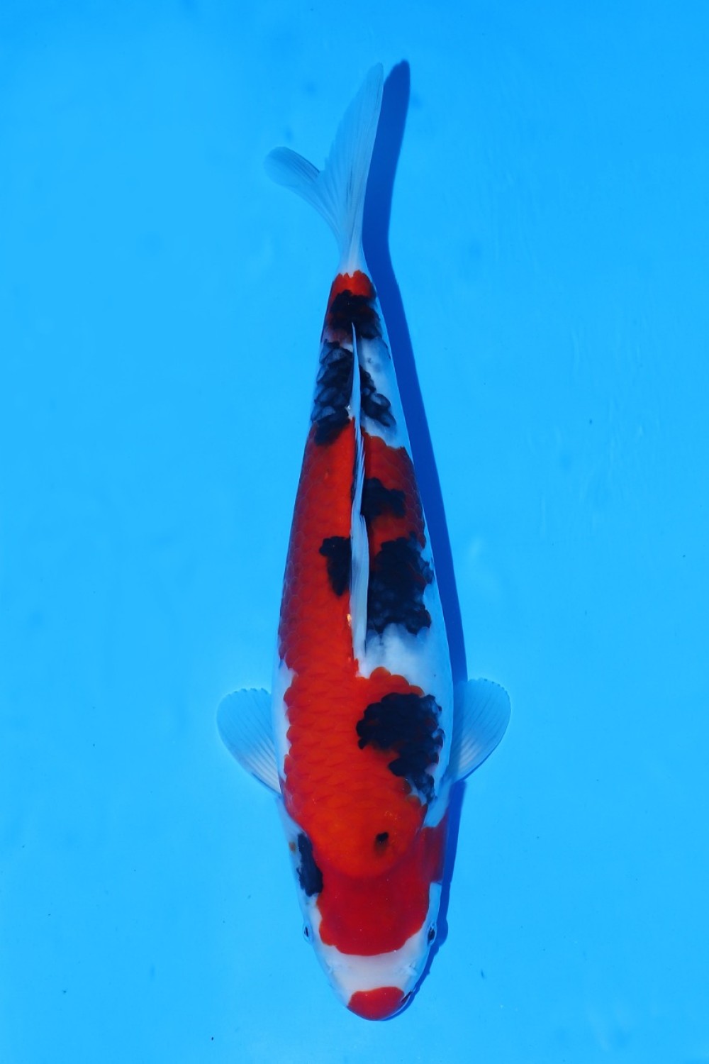 Juara 1