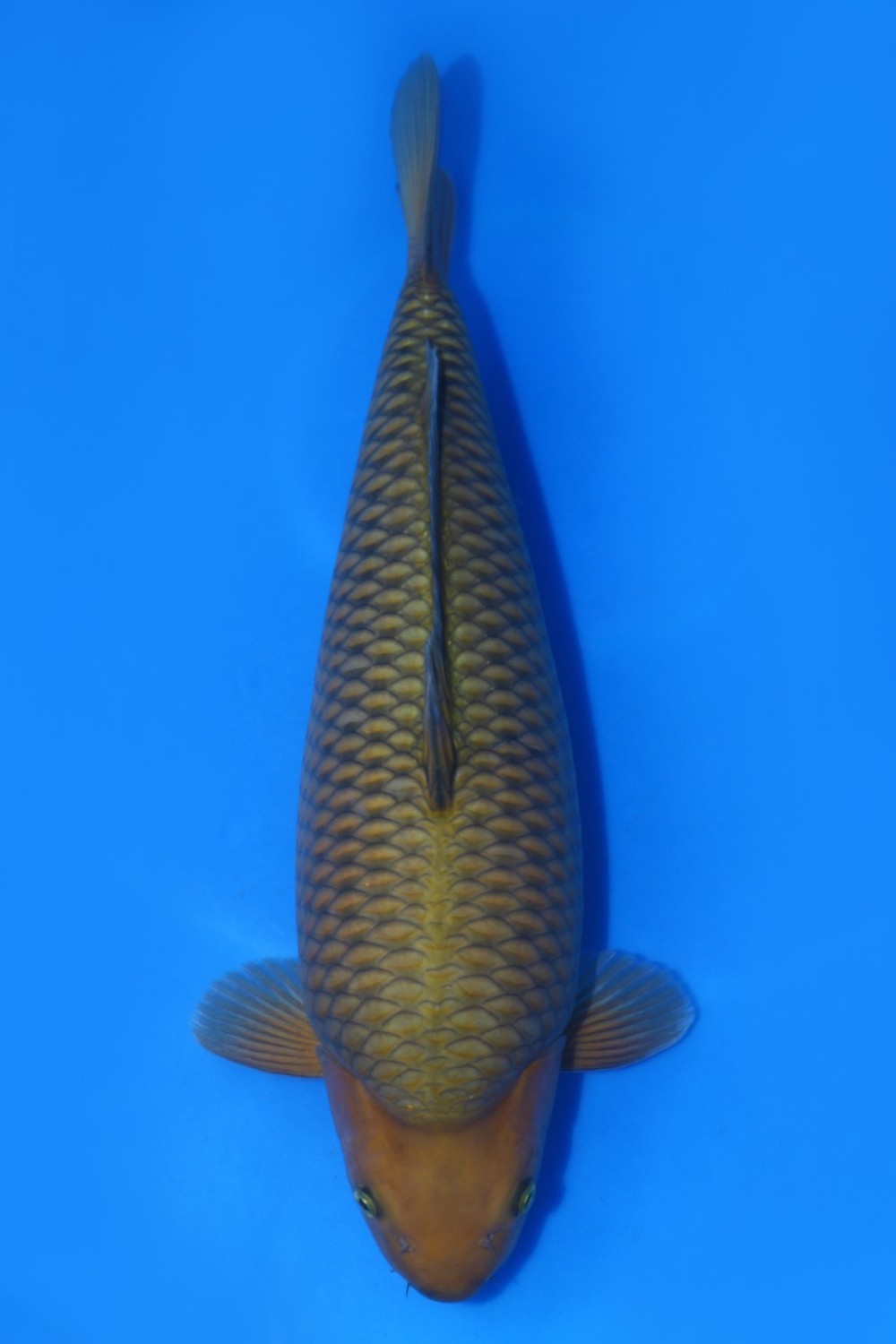 Juara 1