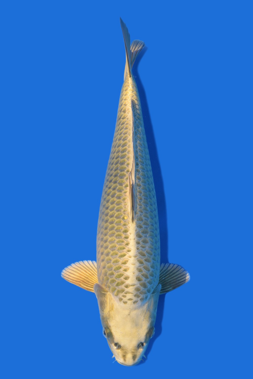 Juara 2