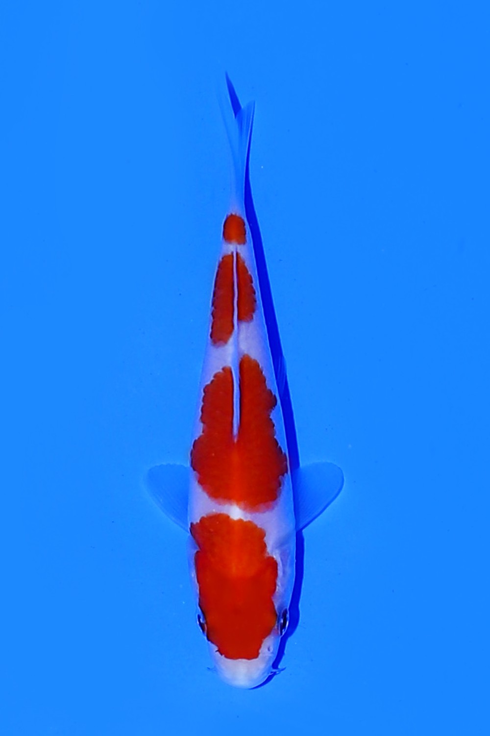 Juara 4