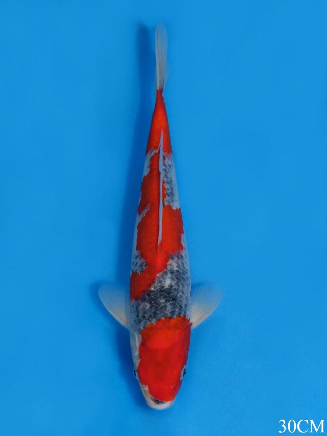 Juara 3