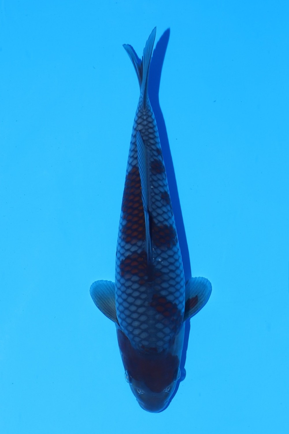 Juara 3