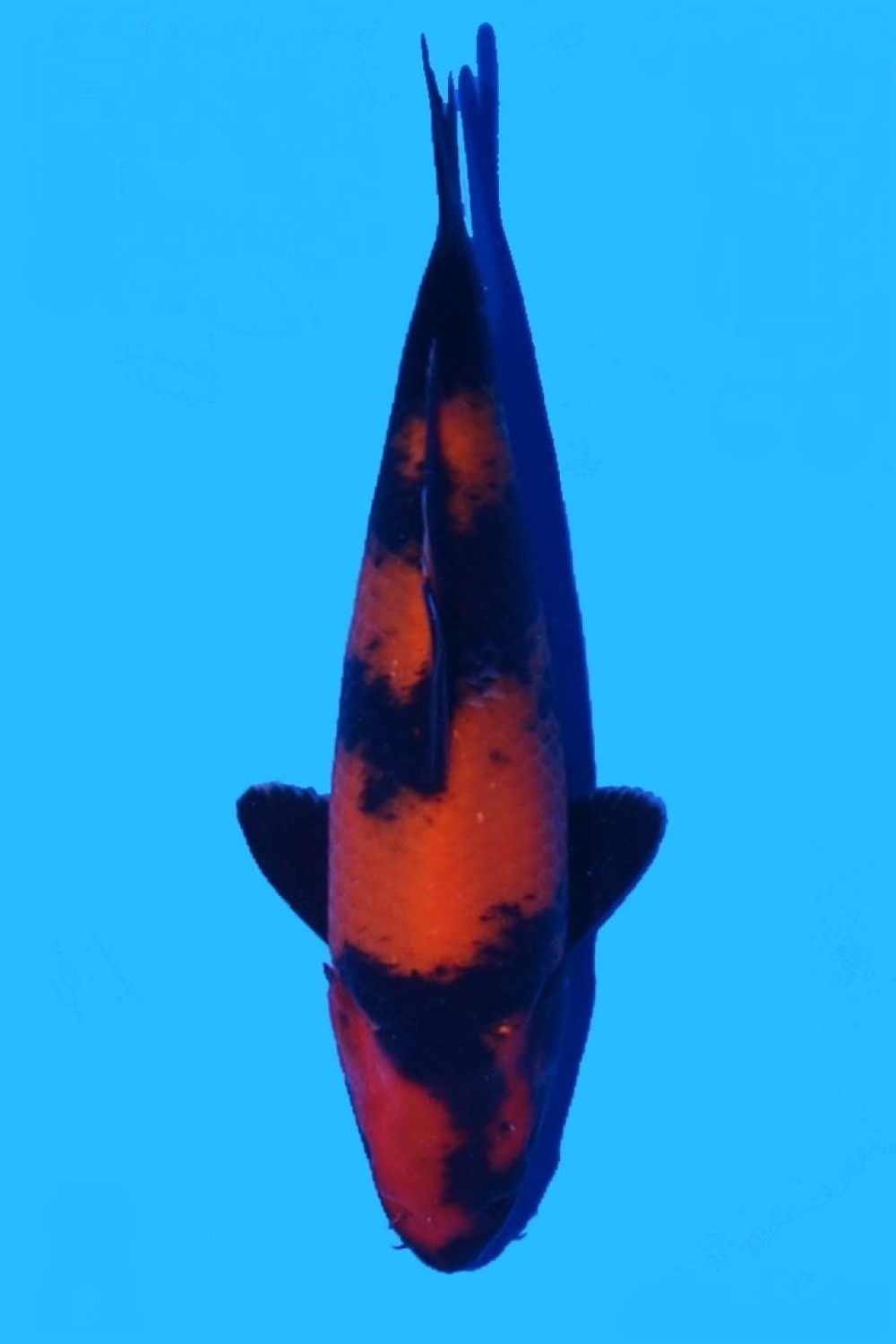 Juara 5