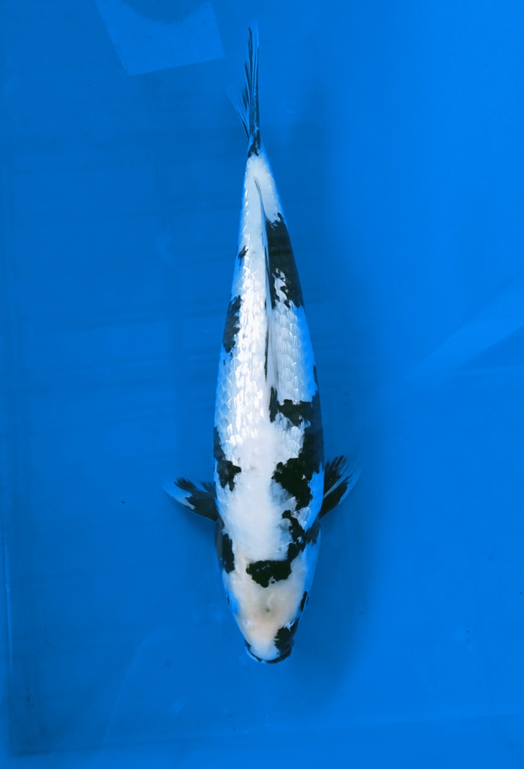 Juara 3