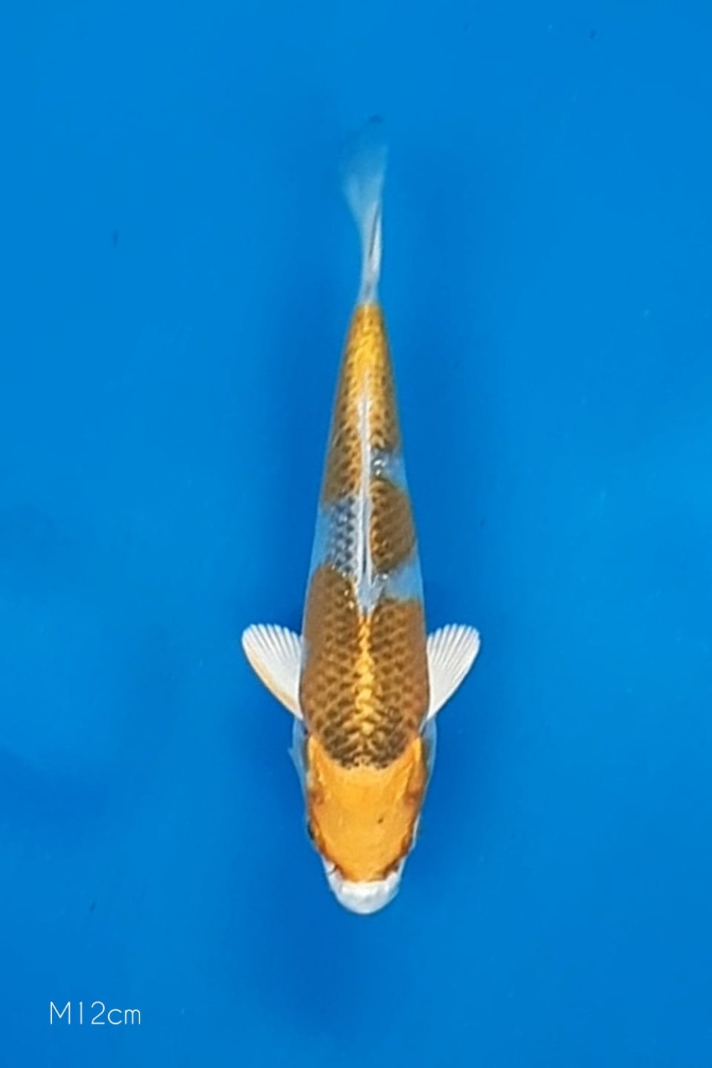 Juara 1