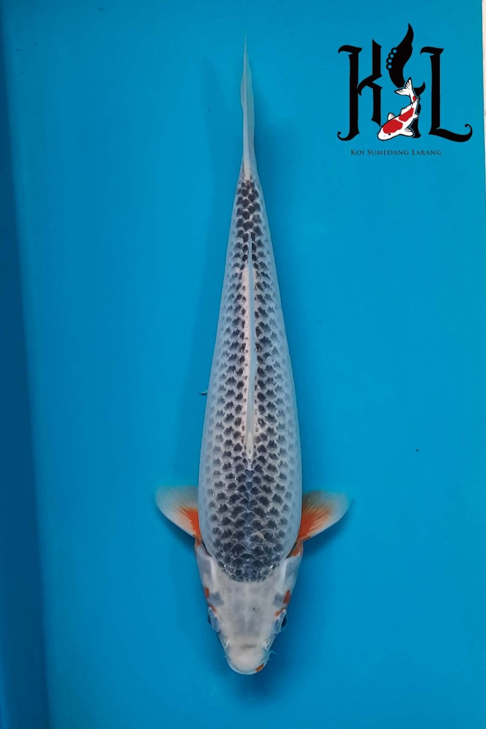 Juara 1