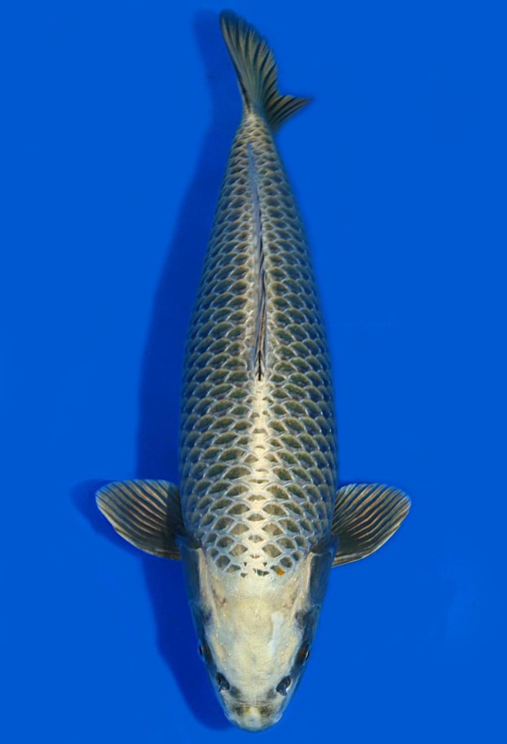 Best In Size E 51-55 Cm