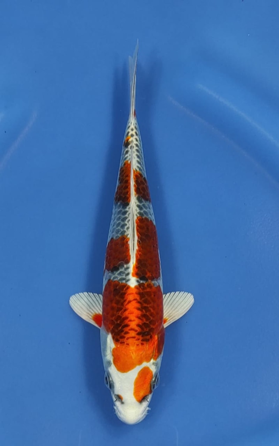 Juara 1