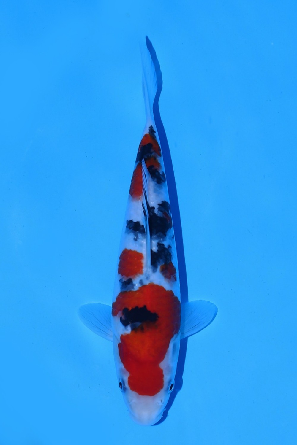 Juara 5