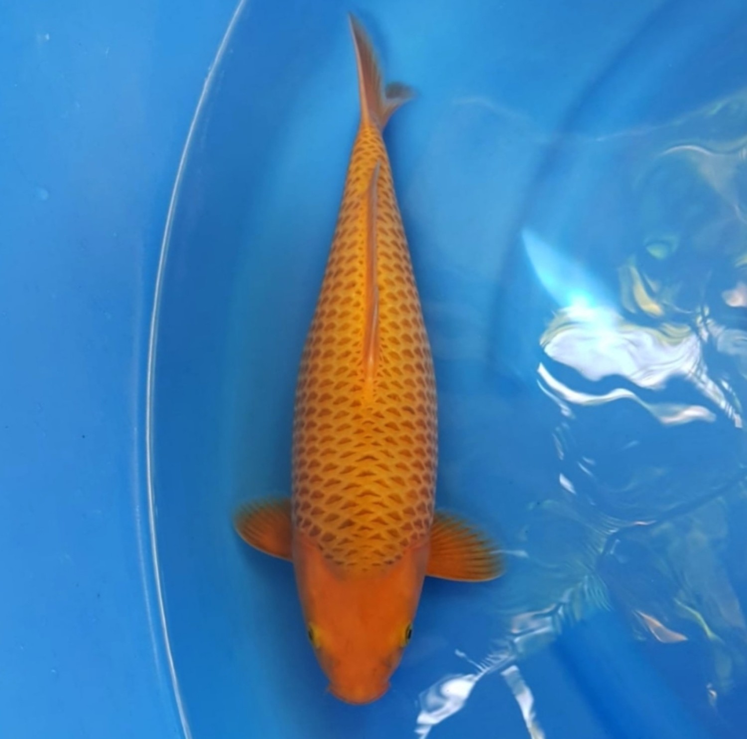 Best In Size E 41-45 Cm