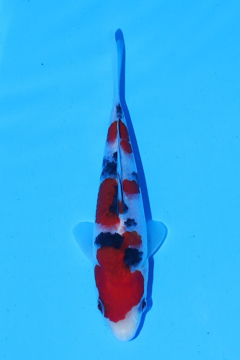Juara 5