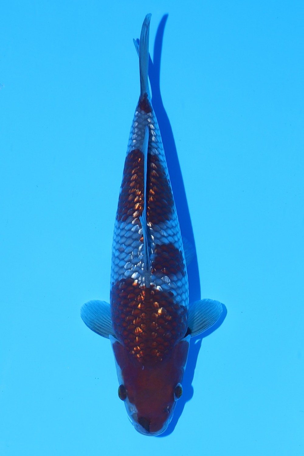 Juara 5