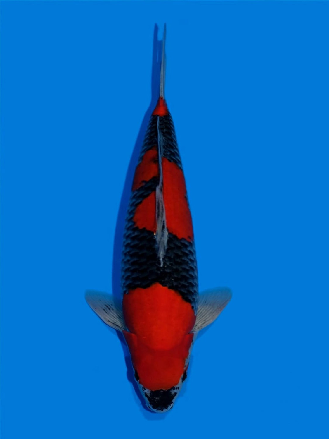 Juara 1