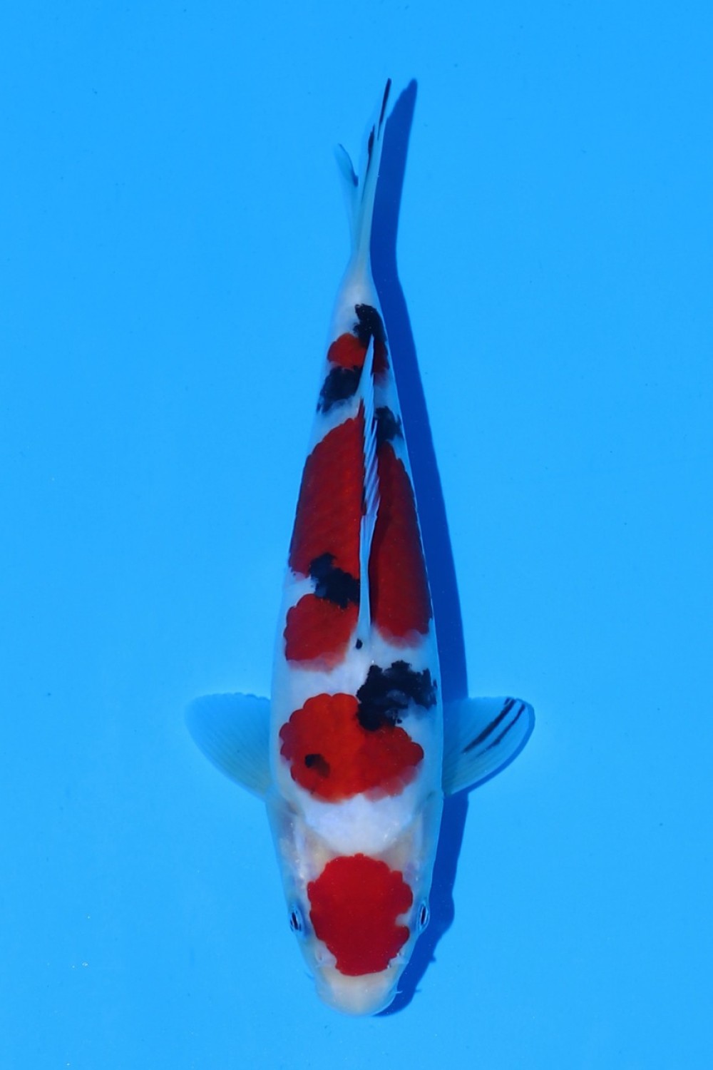 Juara 3