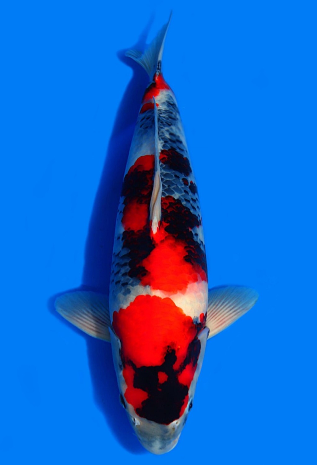 Best In Size A 46-50 Cm