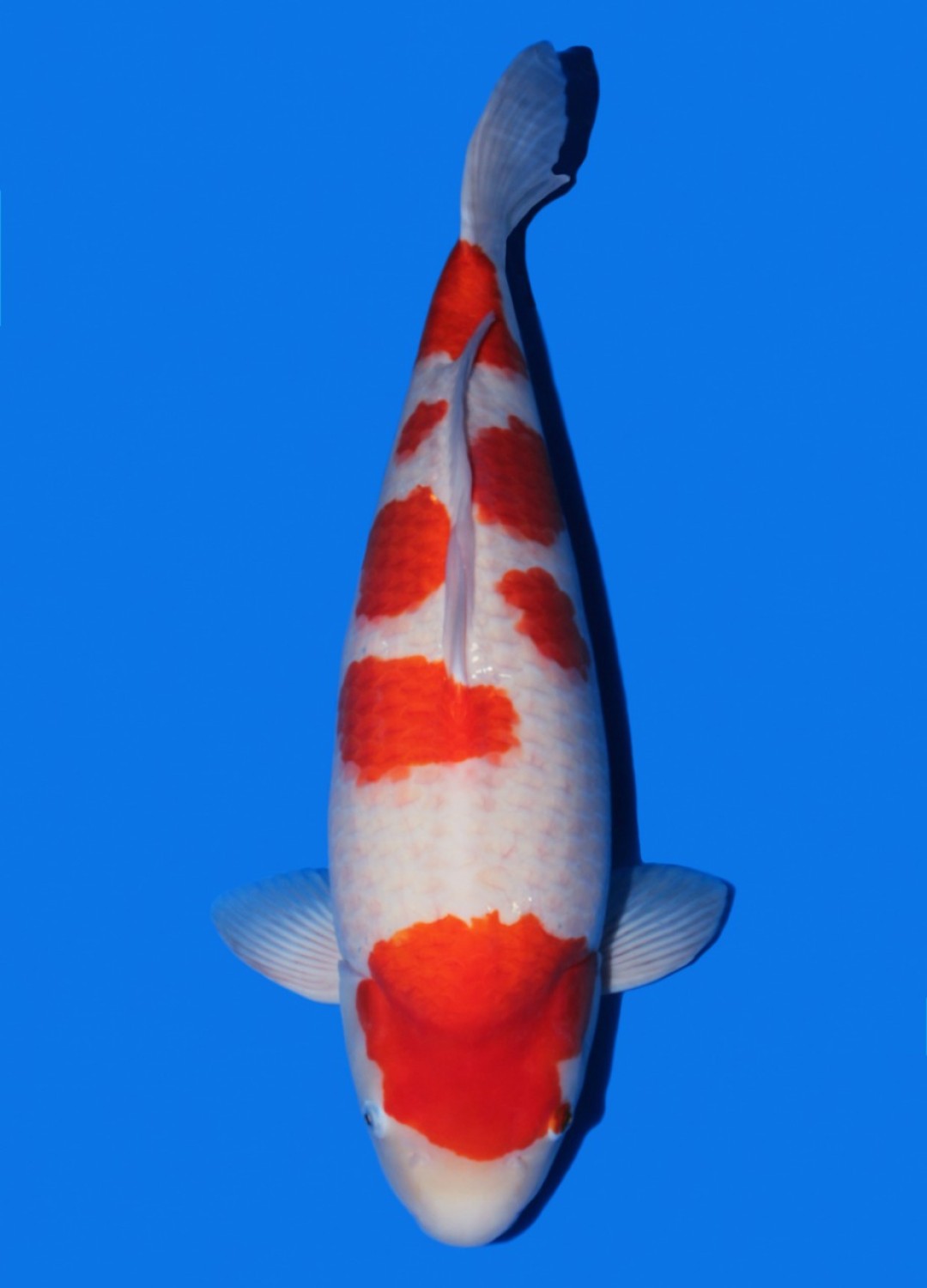 Juara 4