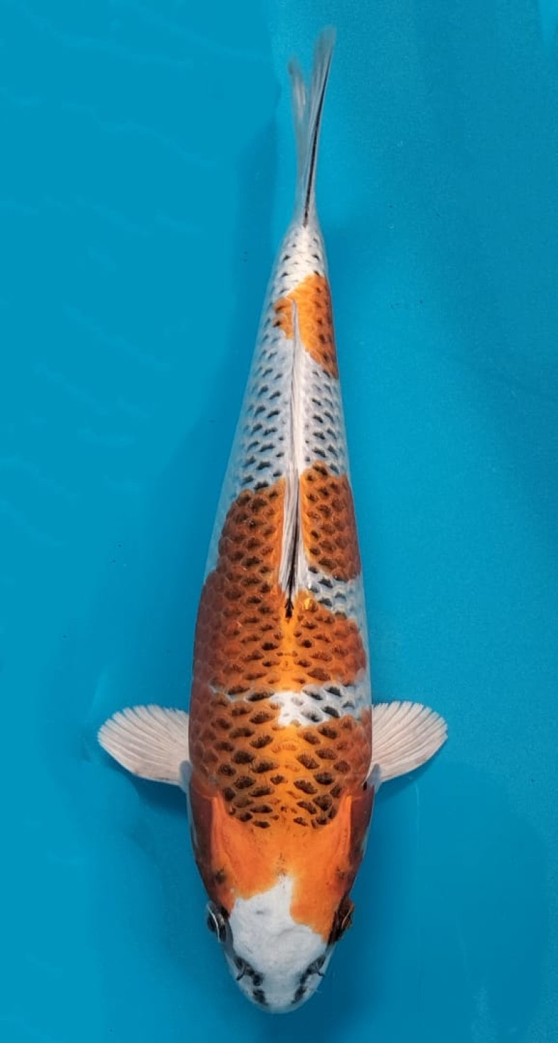 Juara 4