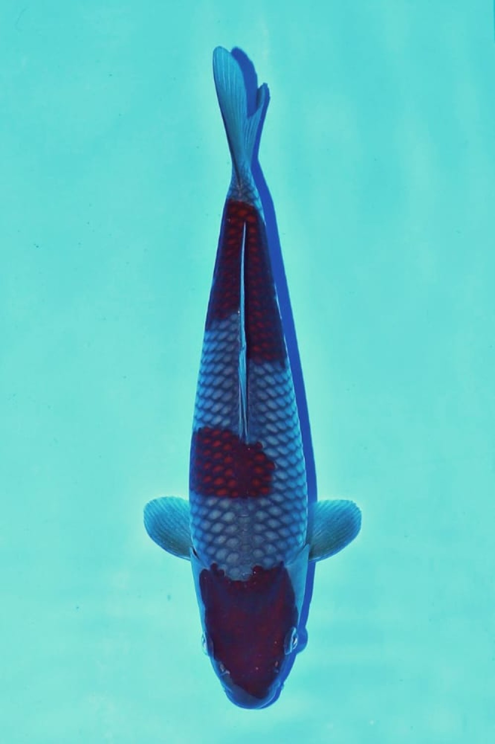 Juara 2