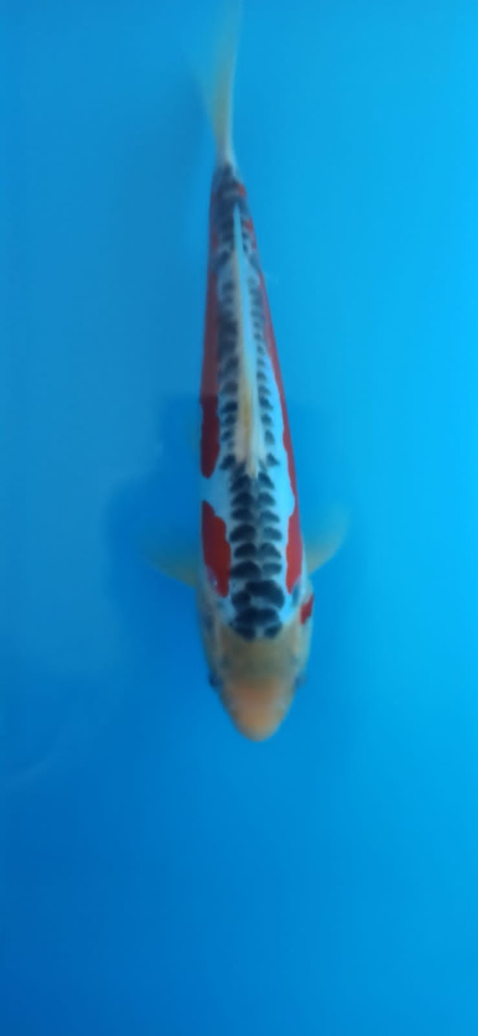 Juara 1