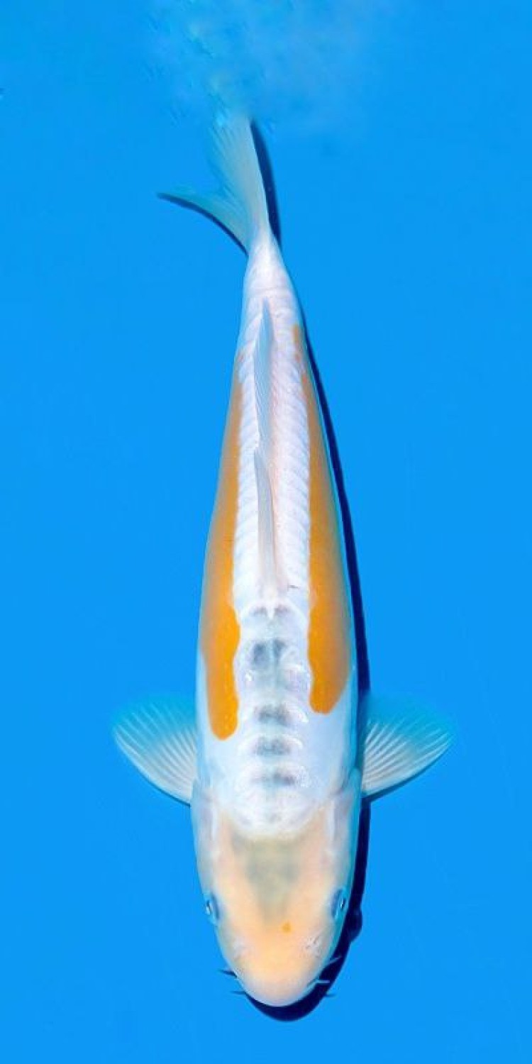 Juara 1