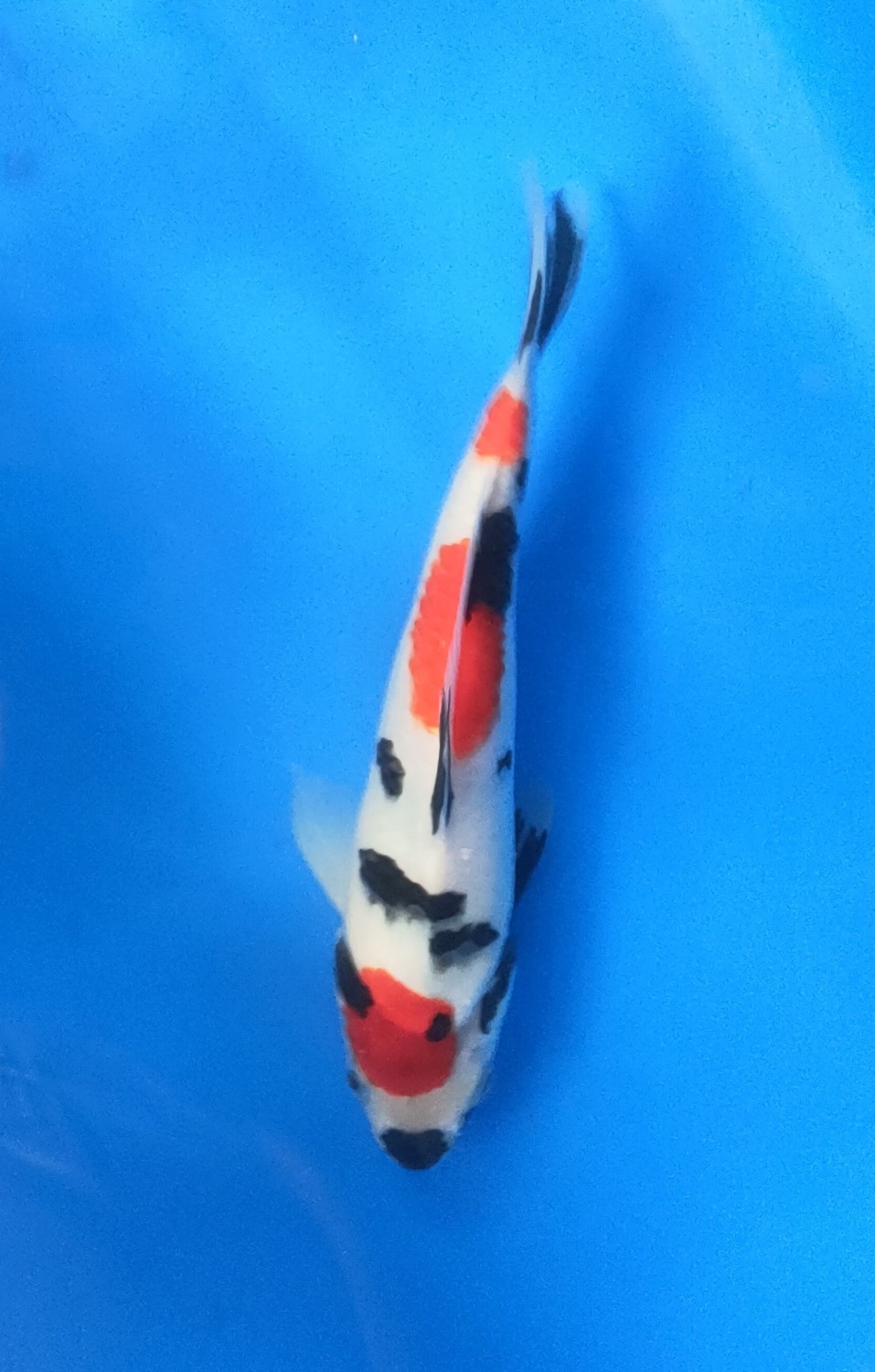 Juara 2