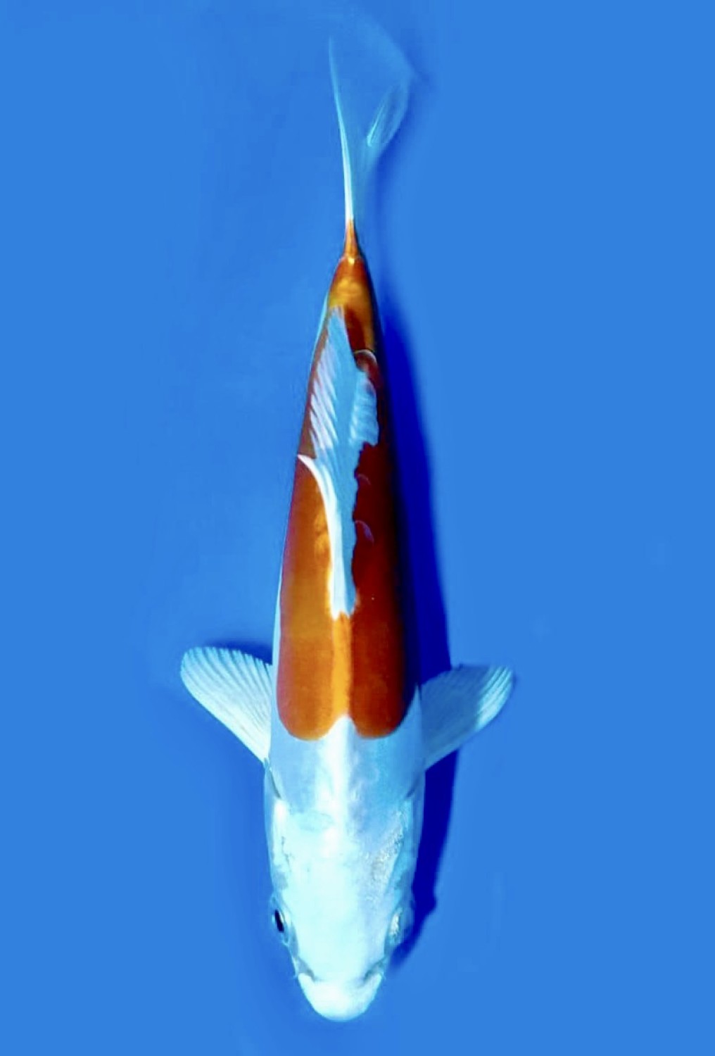 Juara 2
