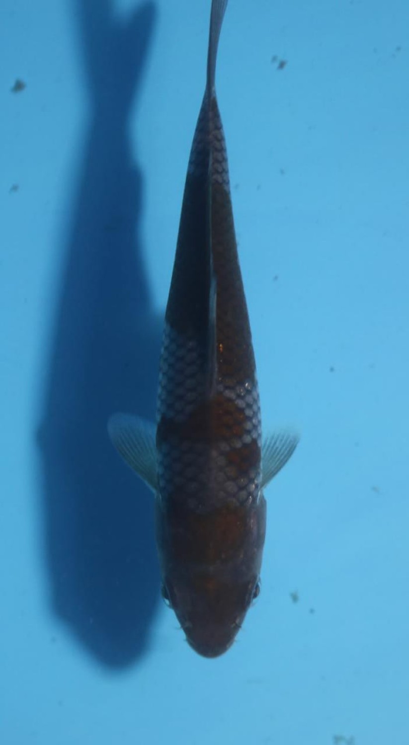 Juara 3