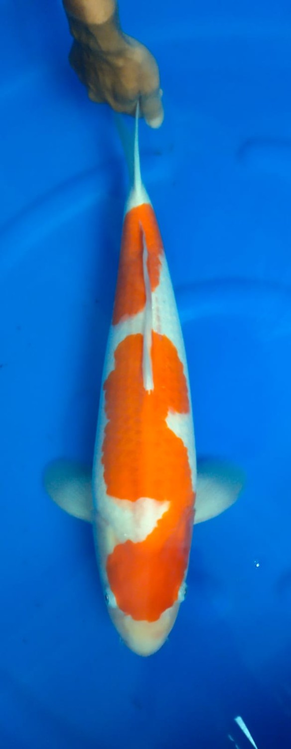 Juara 3