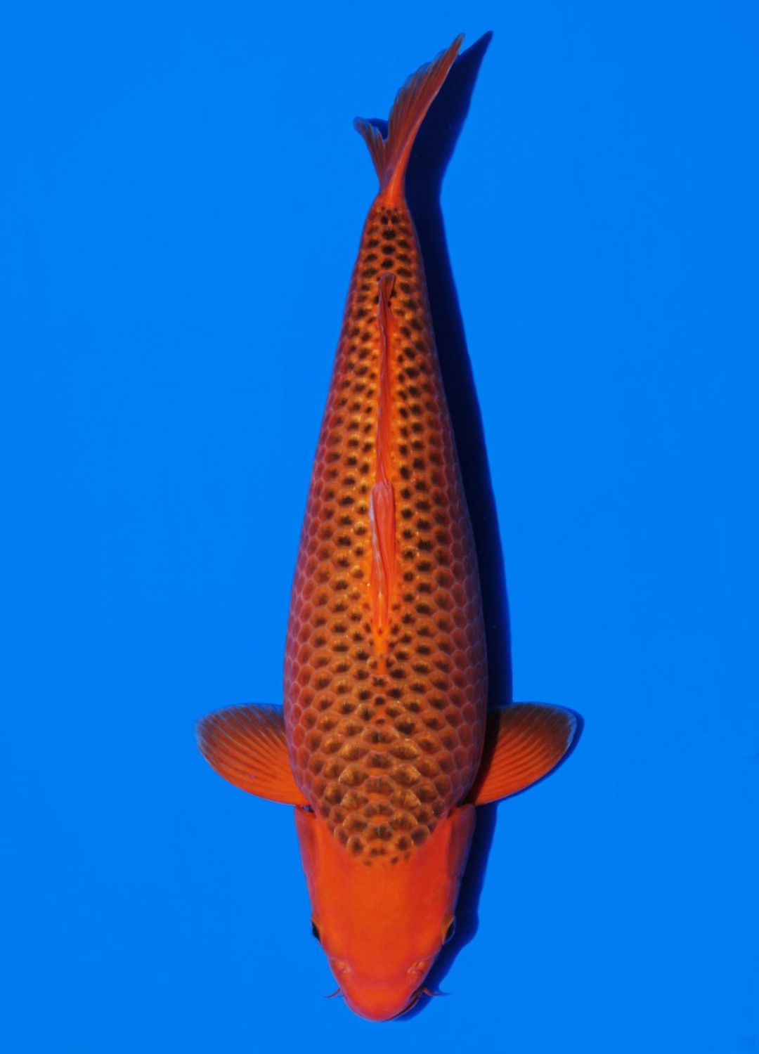 Juara 1