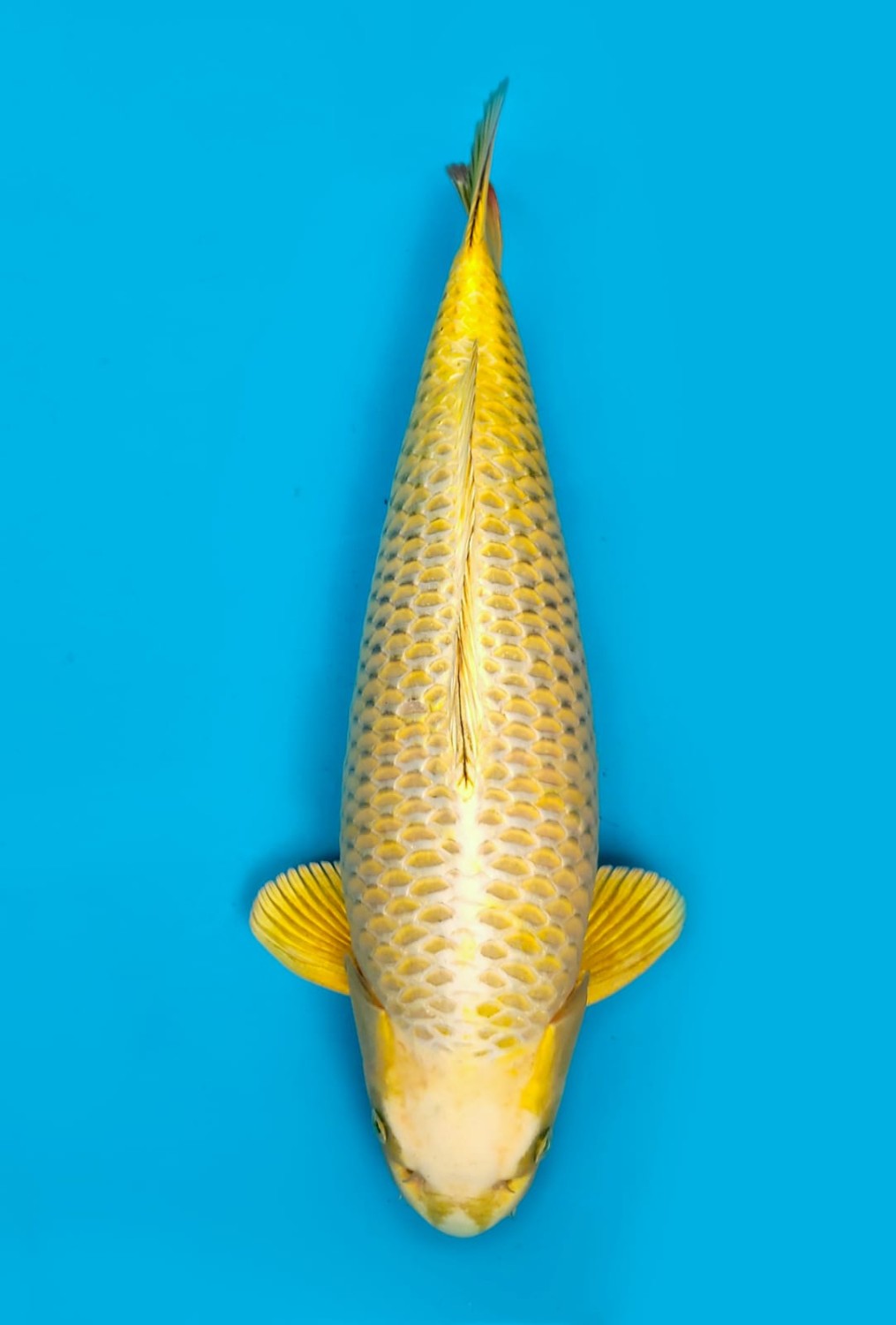 Juara 1