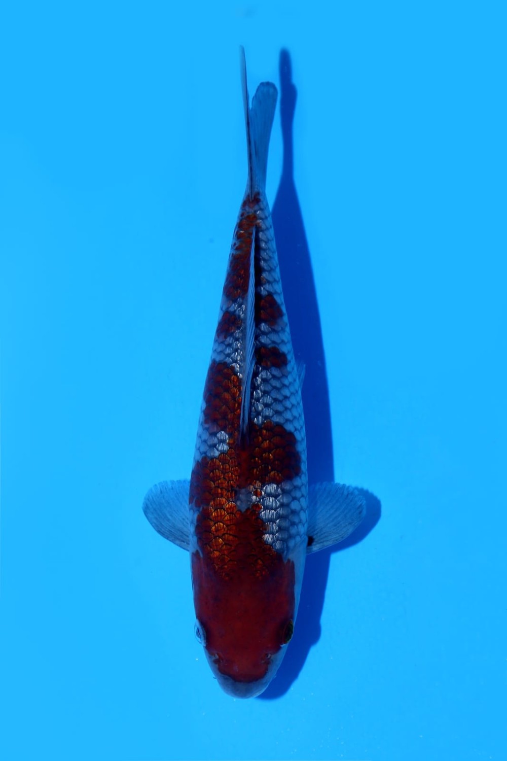 Juara 4