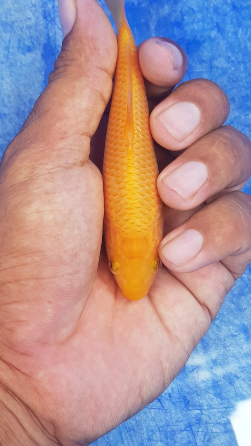 Juara 1