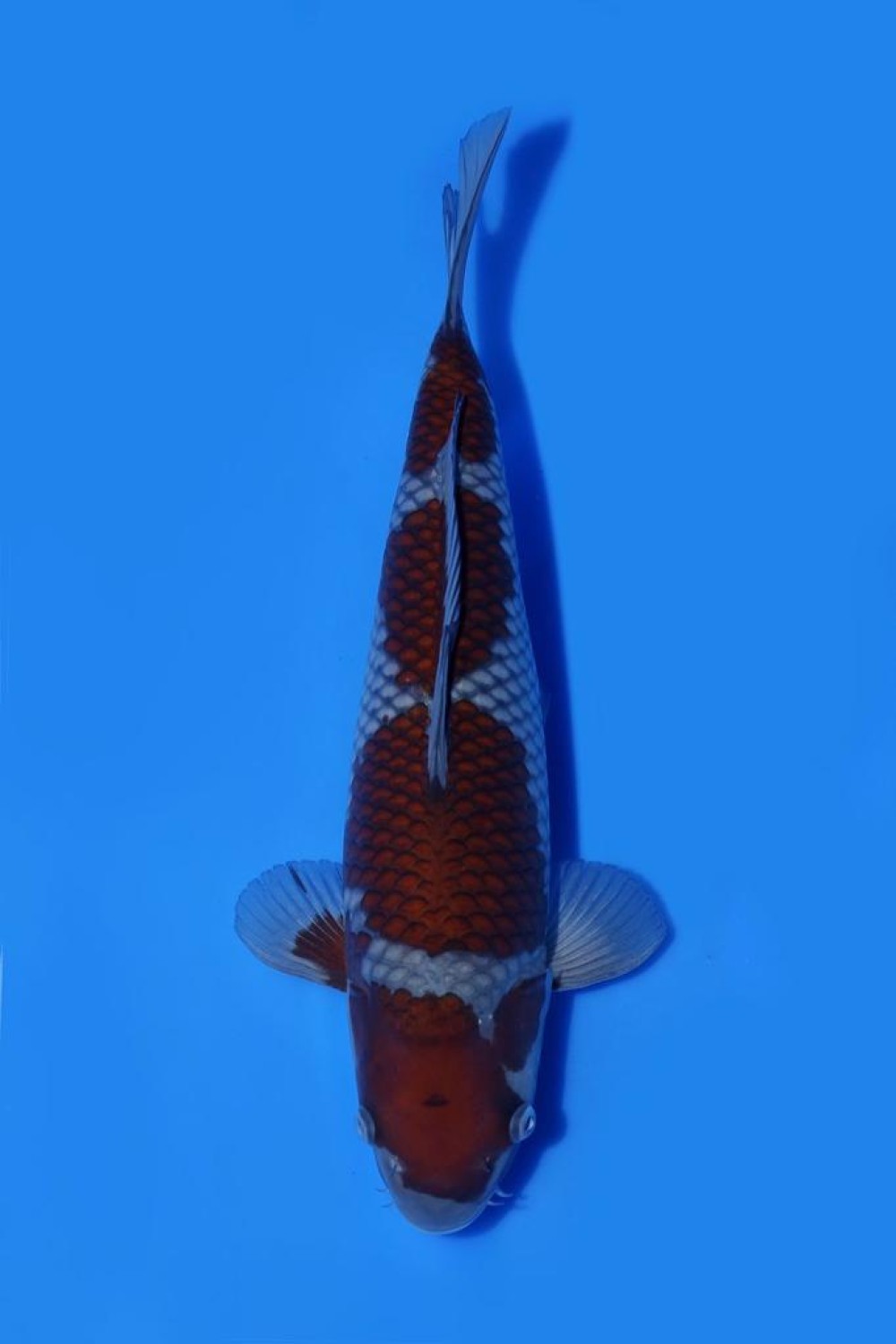 Juara 2