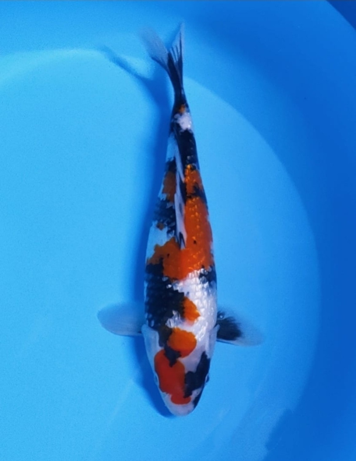 Juara 5